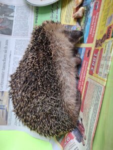 Wenn ein kleines Leben geht: Was mich die Begegnung mit einem Igel über Grenzen, Abschied und Würde gelehrt hat